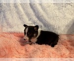 Small Photo #28 American Corgi Puppy For Sale in CANAL WINCHESTER, OH, USA
