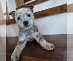Small #8 Australian Cattle Dog