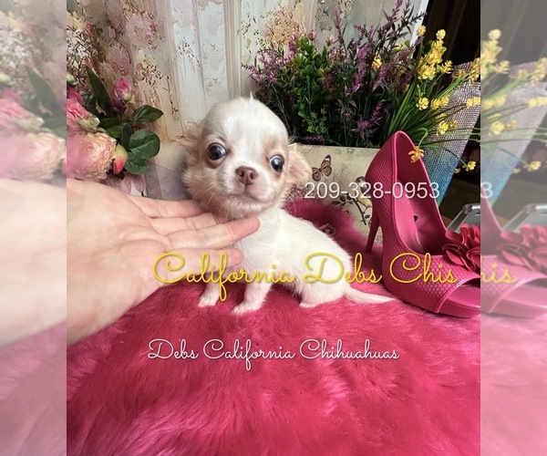 Medium Photo #4 Chihuahua Puppy For Sale in TRACY, CA, USA