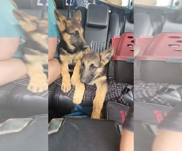 Medium Photo #16 German Shepherd Dog Puppy For Sale in MONROE, WA, USA