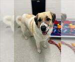 Small Saint Pyrenees