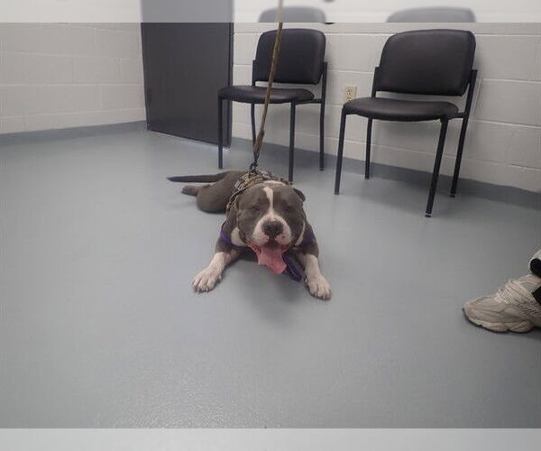 Medium Photo #1 Mutt Puppy For Sale in St. Cloud, FL, USA