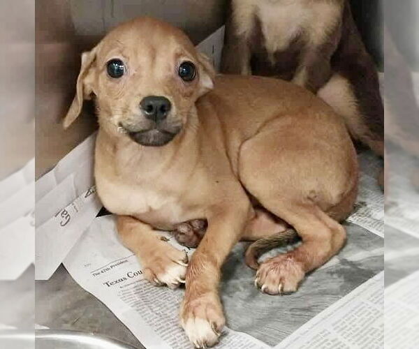 Medium Photo #1 Chihuahua Puppy For Sale in Spring Lake, NC, USA