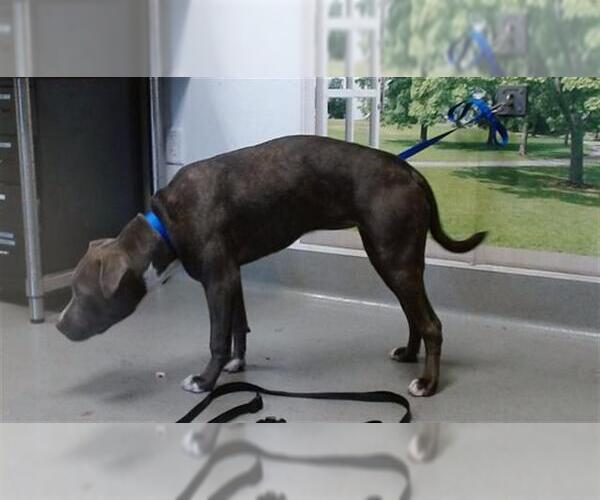 Medium Photo #1 Mutt Puppy For Sale in San Francisco, CA, USA