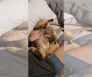 Huncho - Male Black Mouth Cur-Boxer Mix Dog for Adoption - Photo #5