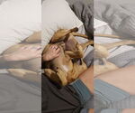 Small #4 Black Mouth Cur-Boxer Mix