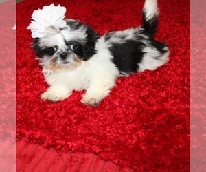 Shih Tzu Puppy for sale in THAYER, KS, USA