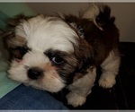 Puppy Thing 2 Shih Tzu