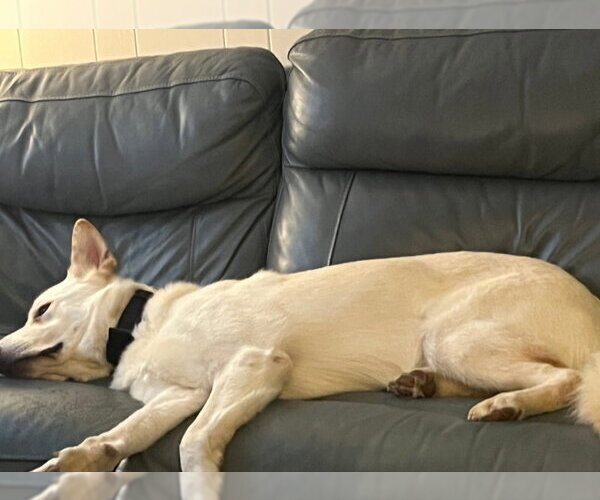 Medium Photo #29 Gerberian Shepsky Puppy For Sale in Winston Salem, NC, USA