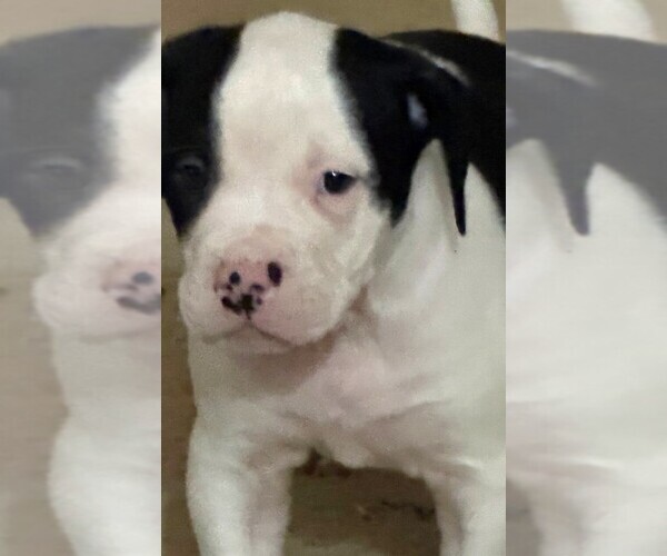 Medium Photo #4 American Bulldog Puppy For Sale in INDEPENDENCE, MO, USA