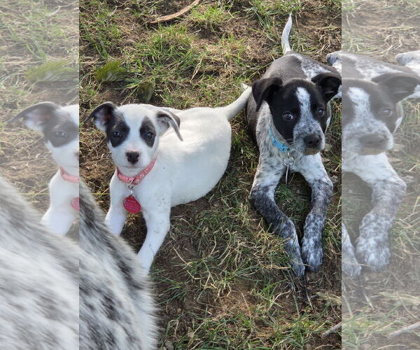 Medium Photo #5 Mutt Puppy For Sale in Garden City, NY, USA