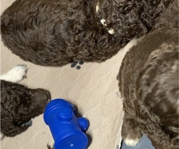 Medium Photo #3 Labradoodle Puppy For Sale in CANFIELD, OH, USA