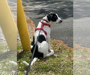 Pointer-Unknown Mix Dogs for adoption in Virginia Beach, VA, USA