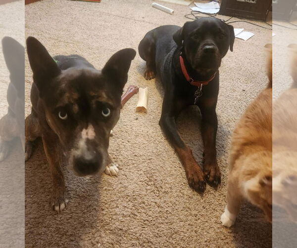 Medium Photo #6 Mutt Puppy For Sale in Fargo, ND, USA