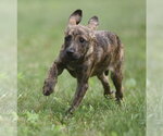 Small #3 Plott Hound Mix