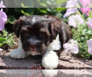 Havanese Puppy for sale in ORO VALLEY, AZ, USA