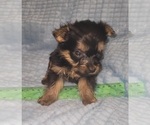 Small Photo #322 Yorkshire Terrier Puppy For Sale in AKRON, OH, USA