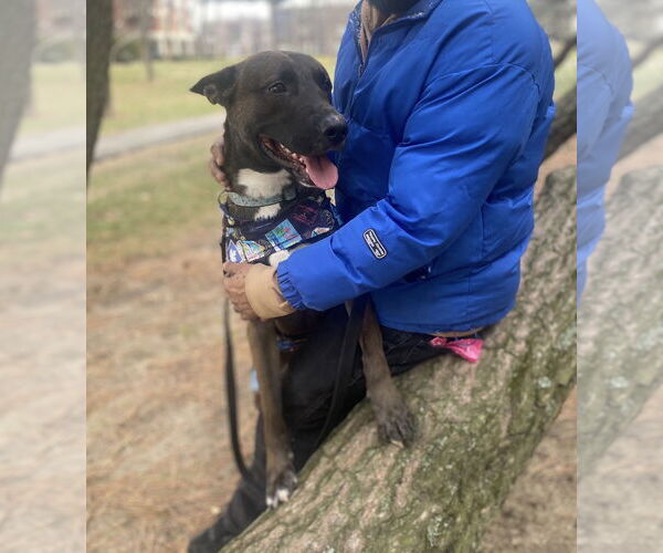 Medium Photo #2 German Shepherd Dog-Unknown Mix Puppy For Sale in Bronx, NY, USA