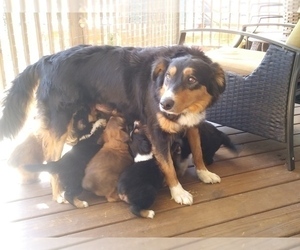 Mother of the English Shepherd puppies born on 12/26/2022