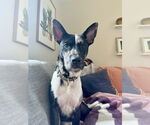 Small Mutt