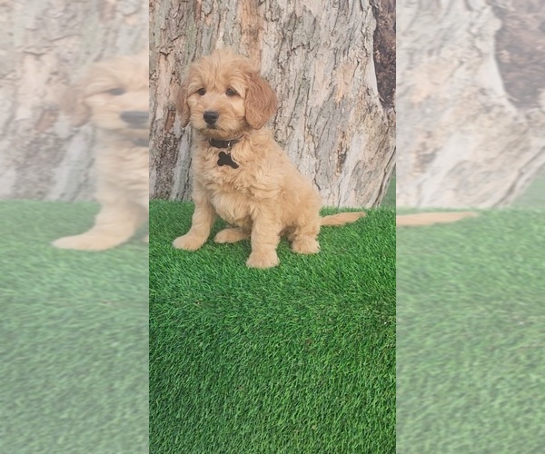 Medium Photo #2 Goldendoodle (Miniature) Puppy For Sale in INDIANAPOLIS, IN, USA