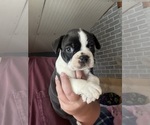 Small #1 Boston Terrier