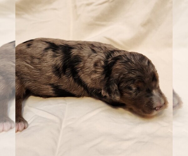Medium Photo #8 F2 Aussiedoodle Puppy For Sale in COLUMBIA, TN, USA