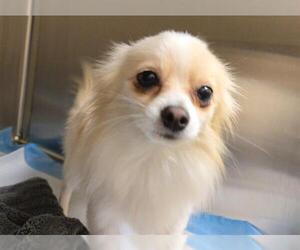 Chihuahua Dogs for adoption in Orange, CA, USA