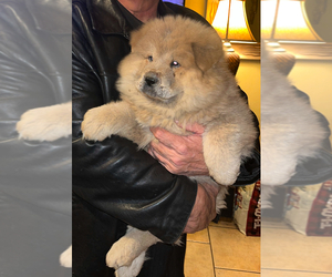 Chow Chow Litter for sale in FONTANA, CA, USA