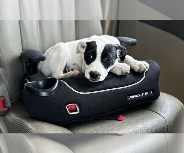 Medium Photo #2 Mutt Puppy For Sale in Minneapolis, MN, USA