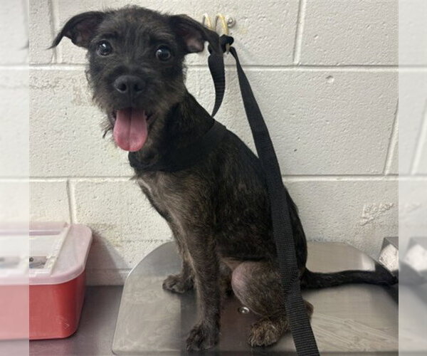 Medium Photo #1 Mutt Puppy For Sale in San Bernardino, CA, USA