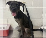Small Mutt
