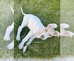 Small #8 Great Dane Mix