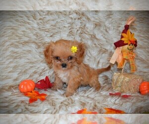 Cavapoo Puppy for sale in WARRENSBURG, MO, USA