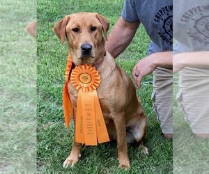 Mother of the Labrador Retriever puppies born on 09/29/2025