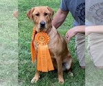 Small Photo #1 Labrador Retriever Puppy For Sale in ELEVA, WI, USA