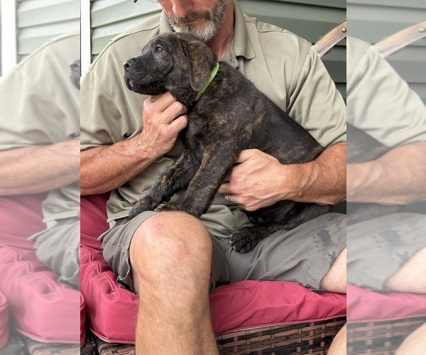 Medium Photo #5 Rotticorso Puppy For Sale in REEVESVILLE, SC, USA