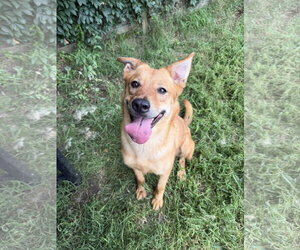 Golden Retriever-Unknown Mix Dogs for adoption in Jackson, MS, USA