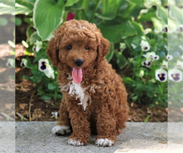 Medium Photo #1 Poodle (Miniature) Puppy For Sale in MYERSTOWN, PA, USA
