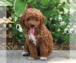 Small Photo #1 Poodle (Miniature) Puppy For Sale in MYERSTOWN, PA, USA