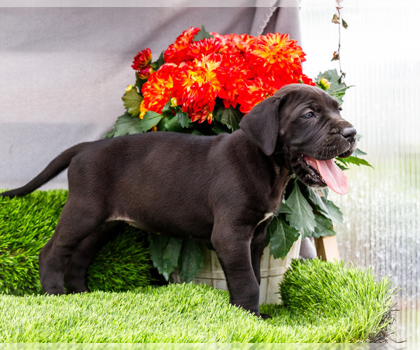 Medium Photo #9 Great Dane Puppy For Sale in WAKARUSA, IN, USA