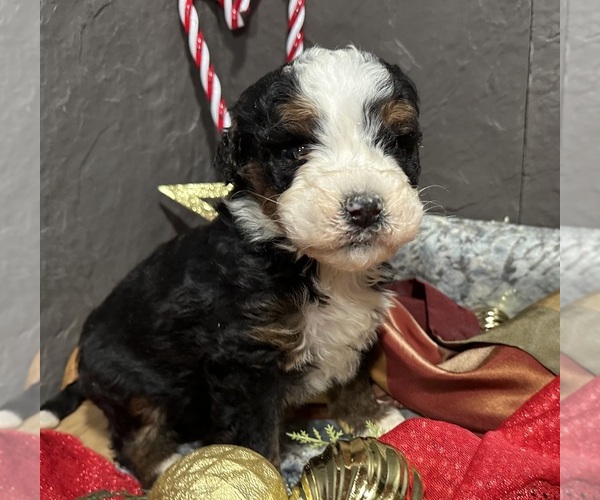 Medium Photo #17 Bernedoodle Puppy For Sale in ATHENS, WI, USA