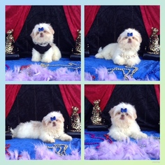 Shih Tzu Puppy for sale in ENCINO, CA, USA