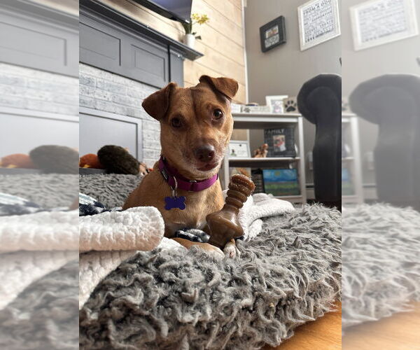 Medium Photo #8 American Pit Bull Terrier-Chihuahua Mix Puppy For Sale in Oak Bluffs, MA, USA