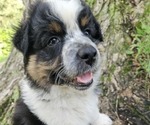 Small Photo #20 Australian Shepherd Puppy For Sale in MABEL, MN, USA