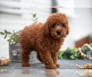 Medium Poodle (Miniature)
