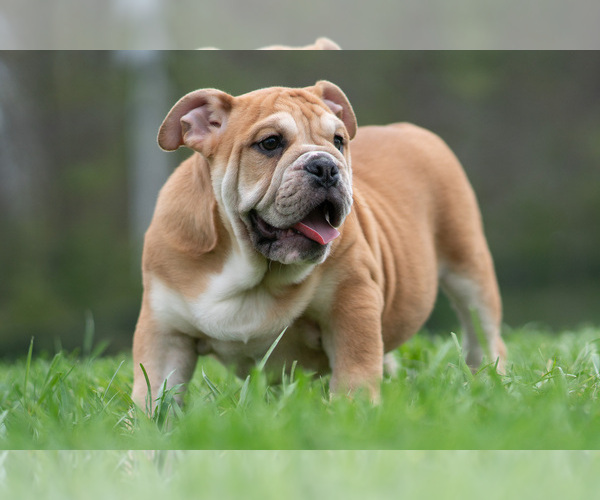 Medium Photo #15 Bulldog Puppy For Sale in WARSAW, IN, USA