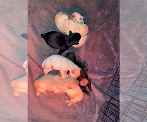 Labrador Retriever Puppy for sale in CHICKAMAUGA, GA, USA