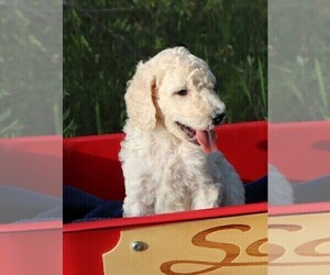 Poodle (Standard) Puppy for sale in LAKE CITY, FL, USA