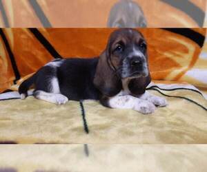 Basset Hound Puppy for sale in SALEM, WV, USA